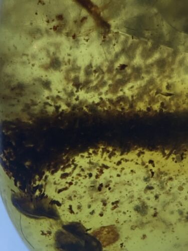 Branch Twig Wood Disintegrating CLEAREST, Genuine Burmite Ambers, 98MYO - Picture 3 of 5