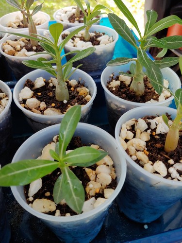 Adenium/ Desert Rose/ Rosa Del Desierto- Live 3 Month Seedlings -Blooms Unknown - Picture 13 of 19