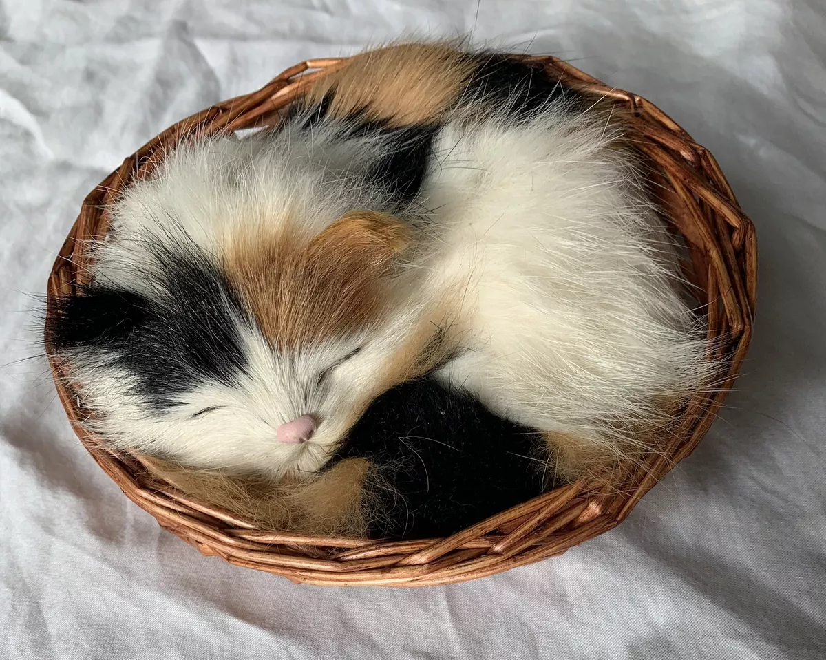 Cat sleeping in clearance basket