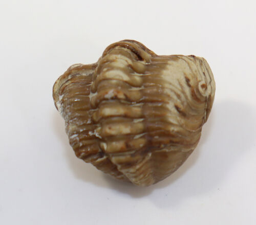 Trilobit, Kainops raymondi, Devon, Formazione Haragan, Oklahoma, USA -k877 - Foto 3 di 8