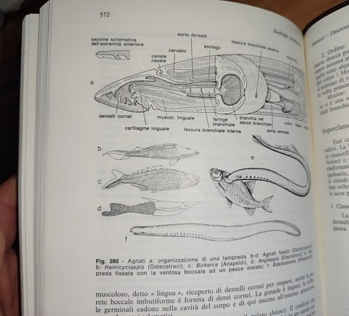 ZOOLOGIA GENERALE, Remane, Storch, Welsch. 1 Edizione Italiana 1978, Edi. Ermes - Picture 10 of 24