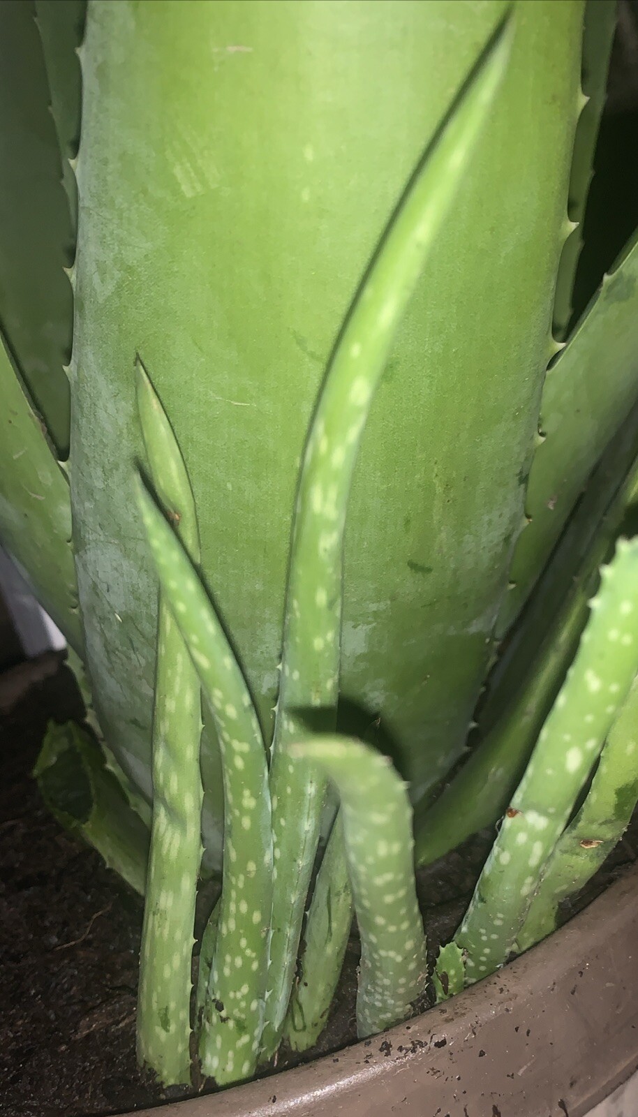 Picture 9 of 13