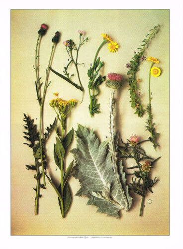 Marigold Thistle Daisy Chamomile Vintage Wild Flowers Print Picture 1978 WF#113 - Picture 1 of 3
