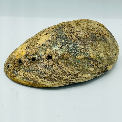 Cáscara de abulón iridiscente naturaleza natural - Imagen 7 de 12