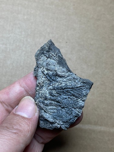 25g beautiful Triassic Natural crinoid specimen Geologic rock - Picture 11 of 11