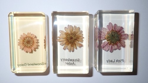 3 Flower Set Pink Lady & Snowland Daisy & Strawberry Aster Amber Clear Block BK1 - Picture 8 of 8
