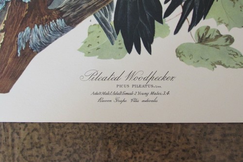 The Audubon Folio Great Bird Paintings George Dock Jr. You Pick Print #3067 - Bild 177 von 180