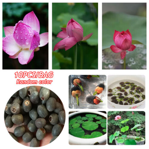 50/30/10pcs Lotus Seeds Nelumbo Nucifera Aquatic Plant Pond Bonsai Flowers - Picture 2 of 22