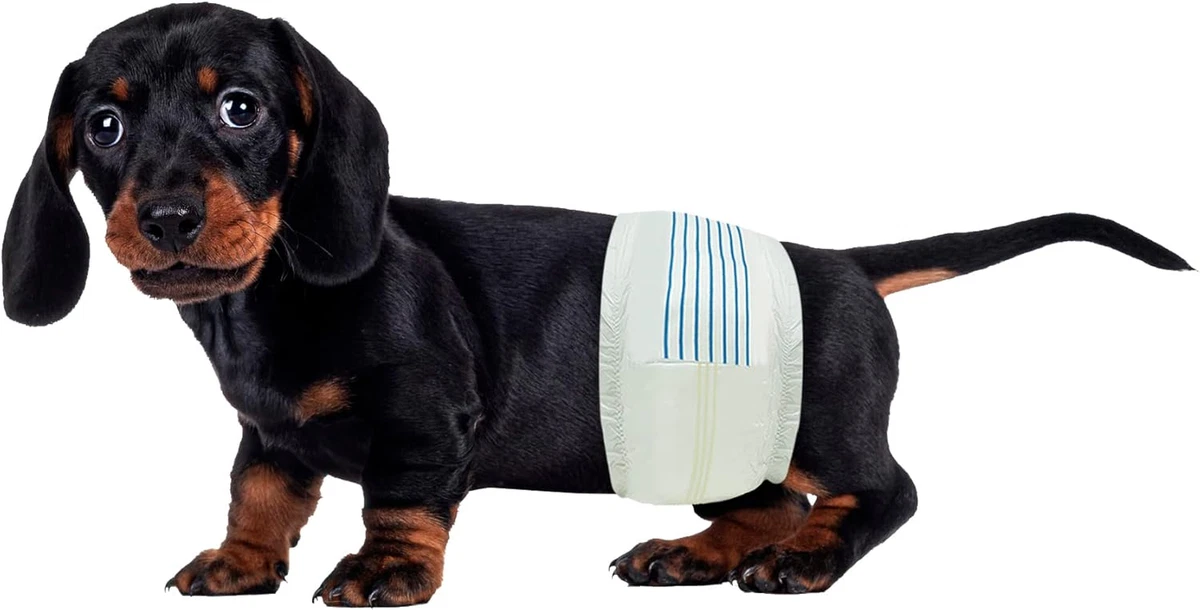Pack 12 Pañales Desechables Para Perros Macho TRIXIE – Muy Absorbentes – Tallas XXS A XXL
