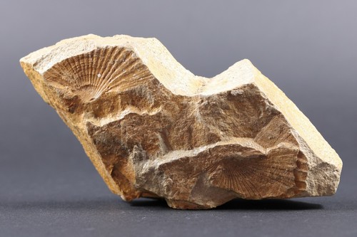 Fossil 2 Pecten Pectens Seashells Bahio San Rafael California COA 4730 - Picture 5 of 9