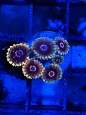 CE- WYSIWYG Mind Tricks  Zoa Zoanthid Frag Live Coral LPS SPS #R1GI5