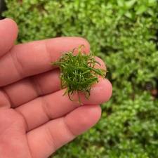 Cryptocoryne Parva Mini | Aquarium Plants Factory®