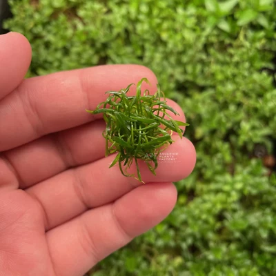 Cryptocoryne Parva Mini | Aquarium Plants Factory®