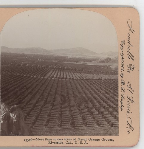 10,000 Acres of Naval Oranges Riverside CA Keystone Stereoview 1903