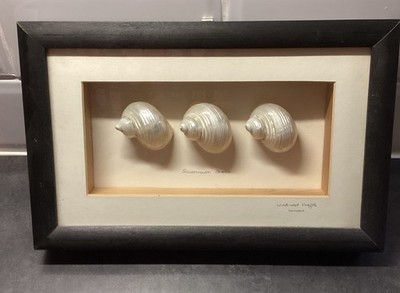 Schöne große Muscheln in Holzrahmen mit Glasfront, Preis für 2er Set.