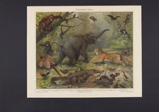 Chromo Lithograph 1908: Oriental Fauna. Orangutan Gibbon Pheasant Kalong Tig