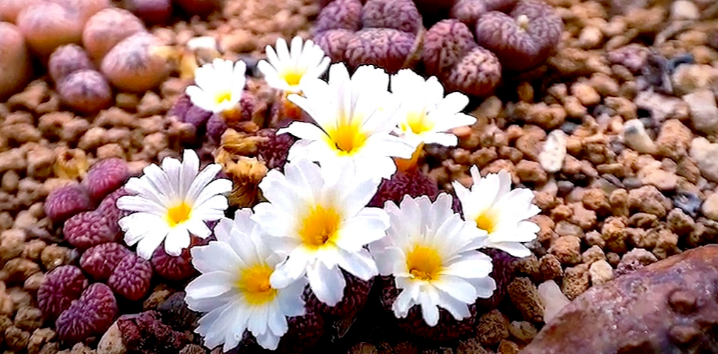 Foto 2 di 2