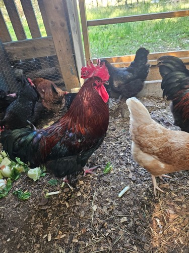NPIP 12+ Fertile Chicken Hatching Eggs Black Copper Marans easter egger Olive Eg - Bild 12 von 23