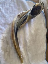 Ram shofar kosher great sound 18.3/4