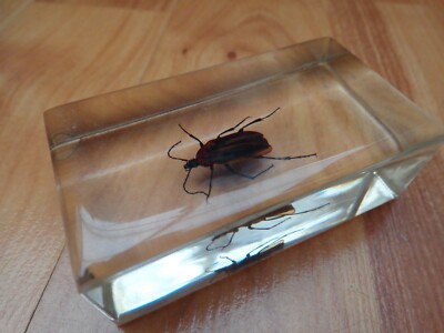 MALAYSIAN JEWEL BEETLE TAXIDERMY GLASS BLOCK REAL LIFE ...
