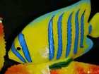 Starfish & Tropical Fish Tabletop Decor Piece * Brand New! * Vibrant, Colorful! — photo 3