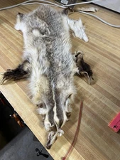 Tanned  Badger Hide Fur # 2  Grade Damaged With Front Claws Id Tag RED Row # 21