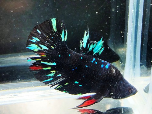Live Betta Fish EXOTIC Avatar nebula Short Body Style Male (Rare item) - Picture 2 of 9