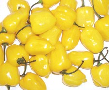 Yellow Habanero Seeds, Habanero Pepper Seeds, Heirloom Hot Peppers, Non-Gmo 25ct