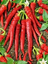 LONG RED CAYENNE HOT pepper seeds NON-GMO VERY HEALTHY BIG TASTE NUTRITIOUS YUM 