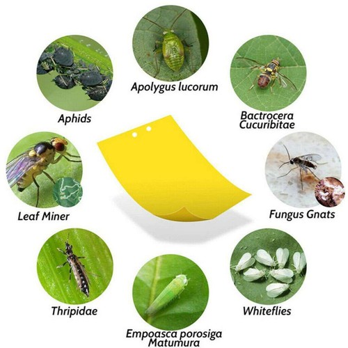 10Pcs Sticky Fly Trap Paper Yellow Traps Fruit Flies Insect Glue Catcher USA - Picture 8 of 12