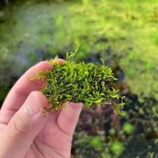 Mini Christmas Moss | Aquarium Plants Factory®