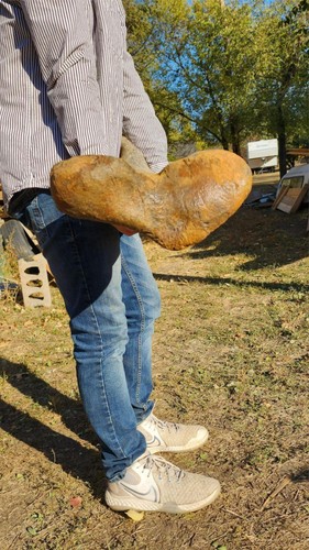 Osso gamba tibia Edmontosaurus - fossile dinosauro - formazione Hell Creek Cretaceo - Foto 6 di 7