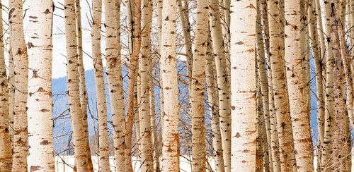 50+ White Paper Birch Tree Seeds (Betula papyrifera) | FAST-GROWING TREE, SHOWY! - Picture 8 of 11
