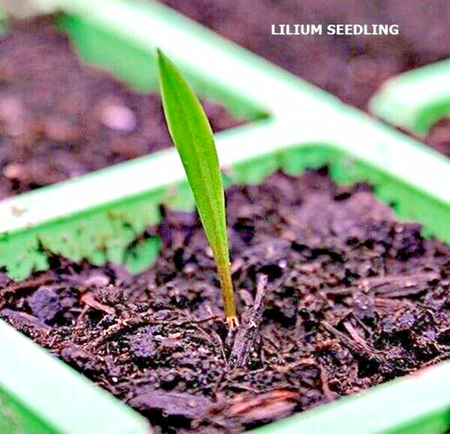 BULK SEEDS! FORMOSA LILY Lilium formosanum HUGE WHITE BLOOMS & BURGUNDY STRIPES - Picture 6 of 11