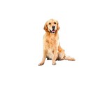 XS Seat Cover Dog Car Seat Covers