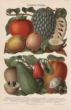 1897 TROPICAL FRUITS Mango Sugar-apple Antique Chromolithograph Print