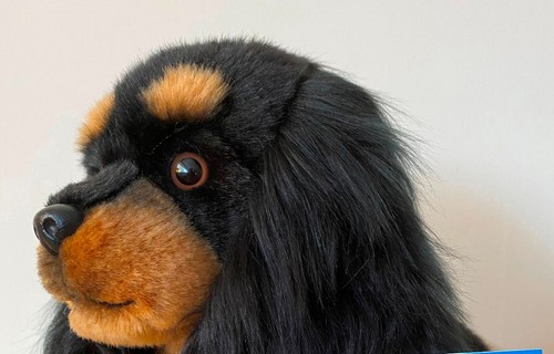 King Charles Cavalier schwarz & hellbraun Geschenk verpackt oder nicht mit oder ohne Etikett - Bild 11 von 29