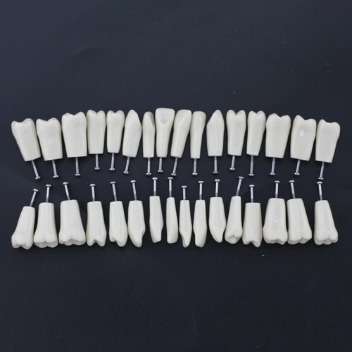 Dental Typodont Teeth Replacement Set of 32pcs Teeth fit Columbia 860 Dentoform - Picture 4 of 13