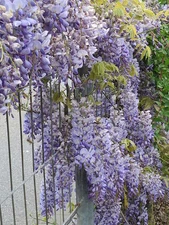 5 JAPANESE WISTERIA Floribunda Flower Purple Ornamental Vine Climber Seeds