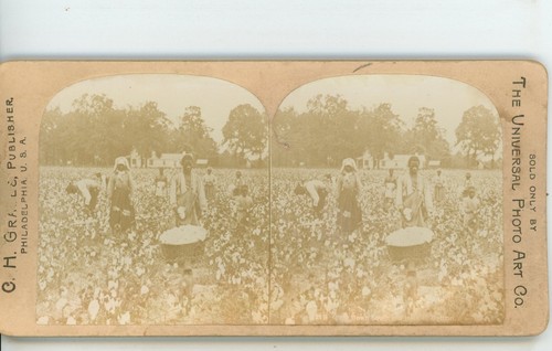 African American in Cotton Fields C.H. Graves Universal Stereoview - Picture 2 of 4