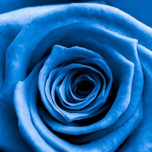 100Stk Liebhaber Charming Bush Mitternacht Samen selten Garten blau Rose Samen - Bild 6 von 7