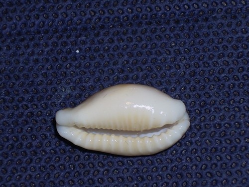 CYPRAEA COXENI WOOOOOOW - Picture 2 of 2