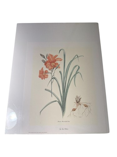 Vintage Botanical Print Daylily Ann Gethen 1987 Liliaceae, Hemerocallis Fulva - Picture 2 of 6
