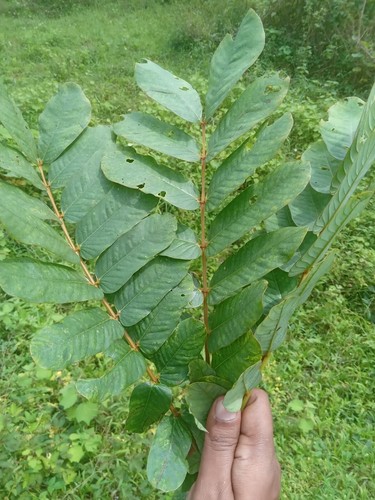 Cassia Alata Seeds Ringworm Candle Bush Plant Senna for Butterfly Attraction - Picture 9 of 9