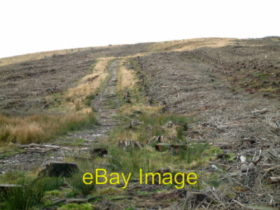 Foto 6x4 Fällwald auf Dent Cleator Moor Kiefernwälder bedecken viel von t c2005
