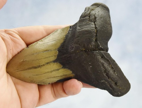 Megalodon Shark Teeth XLG Real FOSSIL 5 - 24 million year old 120mm 5.0" 655cc - Picture 4 of 12