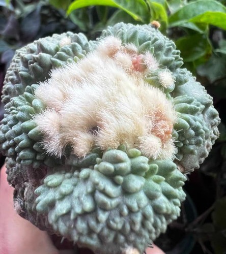 5,3cm lebende Sukkulente Pflanze Ariocarpus Fis Hybird 'Godzilla' WYSIWYG rattegefüttert - Bild 2 von 8