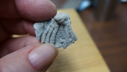 GEOLOGICAL ENTERPRISES Mississippian Fossil Crinoid, Phanocrinus formosus  - Picture 5 of 5