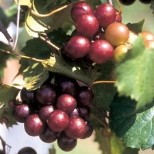 1 - SCARLET RED MUSCADINE Live Grape Vine /  1 - 2 Year Old Well Rooted Plants
