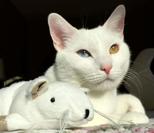 Spot Super Mouse Sam Assorted Cat Toy with Catnip, 11 in  - Picture 5 of 8